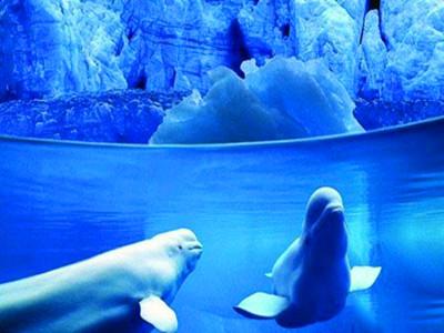 ◆西安曲江海洋極地公園(AAAA級(jí)旅游景區(qū))